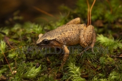 Robust Whistling Frog  (Austrochaperina robusta)   Beatrice River, Wet Tropics World Heritage area., Queensland   Australia.  Cons. Status:  nil