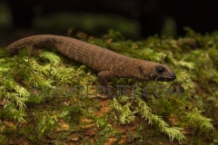 Prickly Forest Skink  (Gnypetoscincus queenslandiae) Endemic rainforest skink - Wet Tropics World Heritage area  Beatrice River, Queensland  Australia.  Cons. Status:  nil