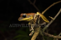 Northern Stony Creek Frog  (Litoria jungguy)   Beatrice River, Wet Tropics World Heritage area, Queensland  Australia.  Cons. Status:  nil