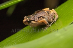 Southern Ornate Nursery Frog  (Cophixalus australis)   Beatrice River, Wet Tropics World Heritage area, Queensland   Australia.  Cons. Status:  nil