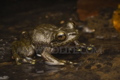 Waterfall Frog   (Litoria nannotis ) at night near waterfall in rainforest   Wooroonooran NP, Wet Tropics World Heritage area, Queensland   Australia.  Cons. Status:  nil