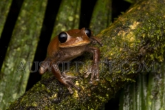 Australian Lace-Lid Frog  (Litoria dayi) female hunting at night.  Nandraya Falls, Wooroonooran NP, Queensland  Australia.  Cons. Status:  Vulnerable