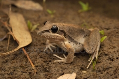 Broad-palmed Rocket Frog  (Litoria latopalmata)   Dawson River, Taroom, Queensland  Australia.  Cons. Status:  nil