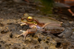 Pearson's Tree Frog  (Litoria pearsoniana). At night in stream with flowing water..  Cunningham's Gap, Queensland  Australia.  Cons. Status:  nil