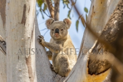 Koala  (Phascolarctos cinereus). Resting during the day in large eucalypt tree.  Goonderoo Nature Reserve (Bush Heritage), Queensland  Australia.  Cons. Status:  Endangered
