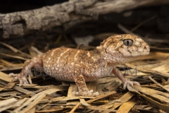 Prickly Knob-tailed Gecko  (Nephrurus asper). hunting at night.  Goonderoo Nature Reserve (Bush Heritage), Queensland  Australia.  Cons. Status:  Nil