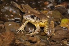 fleay's Barred Frog  (Mixophyes fleayi). in shallow running stream.  Cunningham's Gap, Queensland  Australia.  Cons. Status:  Endangered