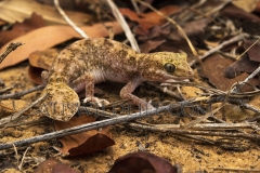 Eastern Fat-tailed Gecko  (Diplodactylus platyurus). at night in leaf litter.  Epping Forest National Park, Clermont, Queensland  Australia.  Cons. Status:  Nil
