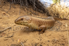 Yakka Skink  (Egernia rugosa). Large, communal skink  that uses communal defecation sites under the shelter of low vegetation..  Epping Forest N.P. Clermont, Queensland  Australia.  Cons. Status:  Vulnerable