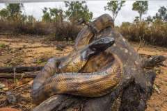 Black-headed Python  (Aspidites melanocephalus). .  Epping Forest N.P., Clermont, Queensland  Australia.  Cons. Status: