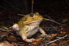 Eastern Snapping Frog  (Cyclorana novaehollandiae). Just emerged afer heavy rain.  Epping Forest N.P., Clermont, Queensland  Australia.  Cons. Status:  Nil