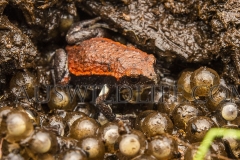 Red-backed Toadlet  (Pseudophryne coriacea). Male guarding eggs in nest under rotten log.  Border Ranges, Queensland  Australia.  Cons. Status:  Nil