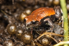 Red-backed Toadlet  (Pseudophryne coriacea). Male guarding eggs in nest under rotten log.  Border Ranges, Queensland  Australia.  Cons. Status:  Nil