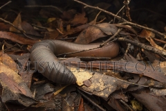 Giant earthworm  (Digaster longmani). at night in heavy leaf litter.  Ravensbourne, Queensland  Australia.  Cons. Status:  Nil