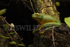 Graceful Tree Frog  (Litoria gracilenta). .  Toowoomba, Queensland  Australia.  Cons. Status:  Nil
