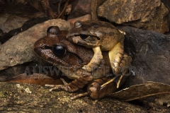 Southern Barred Frog  (Mixophyes balbus) pair in amplexus  Gibralta Range National Park, NSW  Australia.  Cons. Status:  nil