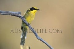 Yellow-tufted Honeyeater  (Lichenostomus melonops)   Wangarrata, Victoria  Australia.  Cons. Status:  nil