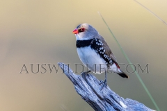 Diamond Firetail (Finch)  (Stagonopleura guttata)   Wangaratta, Victoria  Australia.  Cons. Status:  nil