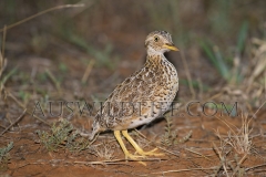 Plains Wanderer  (Pedionomus torquatus) Male. Rare species found in native grasslands   Terrick Terrick Plains, Victoria  Australia.  Cons. Status:  Critically Endangered