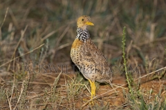 Plains Wanderer  (Pedionomus torquatus) Female. Rare species found in native grasslands   Terrick Terrick Plains, Victoria  Australia.  Cons. Status:  Critically Endangered