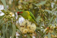 Musk Lorikeet  (Glossopsitta concinna) Feeding on eucalypt blowwom.  Clayton Bay, South Australia  Australia.  Cons. Status:  nil
