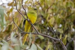 Elegant Parrot  (Neophema elegans)   Aldinga Beach, South Australia  Australia.  Cons. Status:  nil