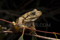 Emerald-spotted Frog  (Litoria peroni)   Murray River, Mildura, NSW  Australia.  Cons. Status:  nil