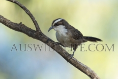 White-browed Babbler  (Pomatostomus superciliosus)   Hattah-Kulkyne N.P., Victoria  Australia.  Cons. Status:  nil