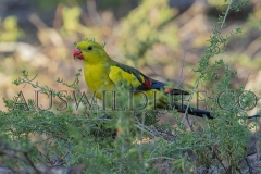 Regent Parrot  (Polytelis anthopeplus) Feeding on ruby saltbush in open woodland  Hattah-Kulkyne N.P. , Victoria  Australia.  Cons. Status:  nil