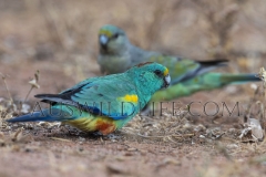 Mulga Parrot  (Psephotus varius)   Currawinya N.P., Queensland  Australia.  Cons. Status:  nil