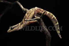 Marbled Velvet Gecko  (Oedura marmorata)   Currawinya N.P., Queensland  Australia.  Cons. Status:  nil
