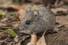 New Holland Mouse  (Pseudomys novaehollandiae)   Ravensbourne, Queensland  Australia.  Cons. Status:  Vulnerable