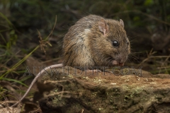 Pale Field Rat  (Rattus tunneyi) Foraging at night  Ravensbourne, Queensland  Australia.  Cons. Status:  nil