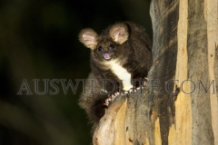 Greater Glider  (Petauroides volans) Obligate leaf eating species. Australia's largest glider.  Cunningham's Gap, Queensland  Australia.  Cons. Status:  Vulnerable