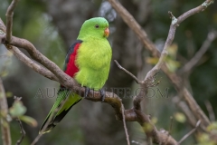 Red-winged Parrot  (Aprosmictus erythropterus)   Warwick, Queensland  Australia.  Cons. Status:  nil