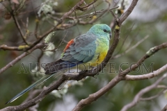 Red-rumped Parrot  (Psephotus haematonotus) Male  Warwick, Queensland  Australia.  Cons. Status:  nil