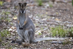 Red-necked Wallaby (Macropus rufogriseus)