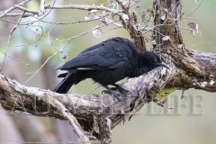 White-winged Chough (Corcorax melanorhamphos)
