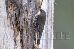White-throated Treecreeper (Cormobates leucophaea)
