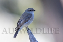 Jack Winter (Microeca fascinans)