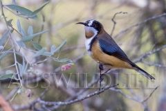 Eastern Spinebill (Acanthorhynchus tenuirostris)