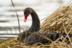 Black Swan (Cygnus atratus)