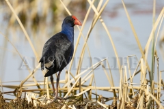 Eastern Swamphen (Porphyrio porphyrio)