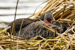 Black Swan (Cygnus atratus)