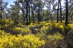 Acacia's flowering in the Pilliga Scrub. Spring  ()