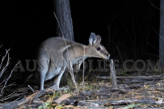 Bridled Nailtail Wallaby  (Onychogalea fraenata). .  Avocet Nature Reserve, Queensland  Australia.  Cons. Status:  Endangered