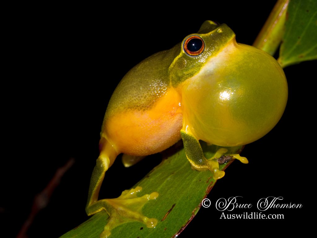 Graceful Tree Frog (Litoria gracilenta)