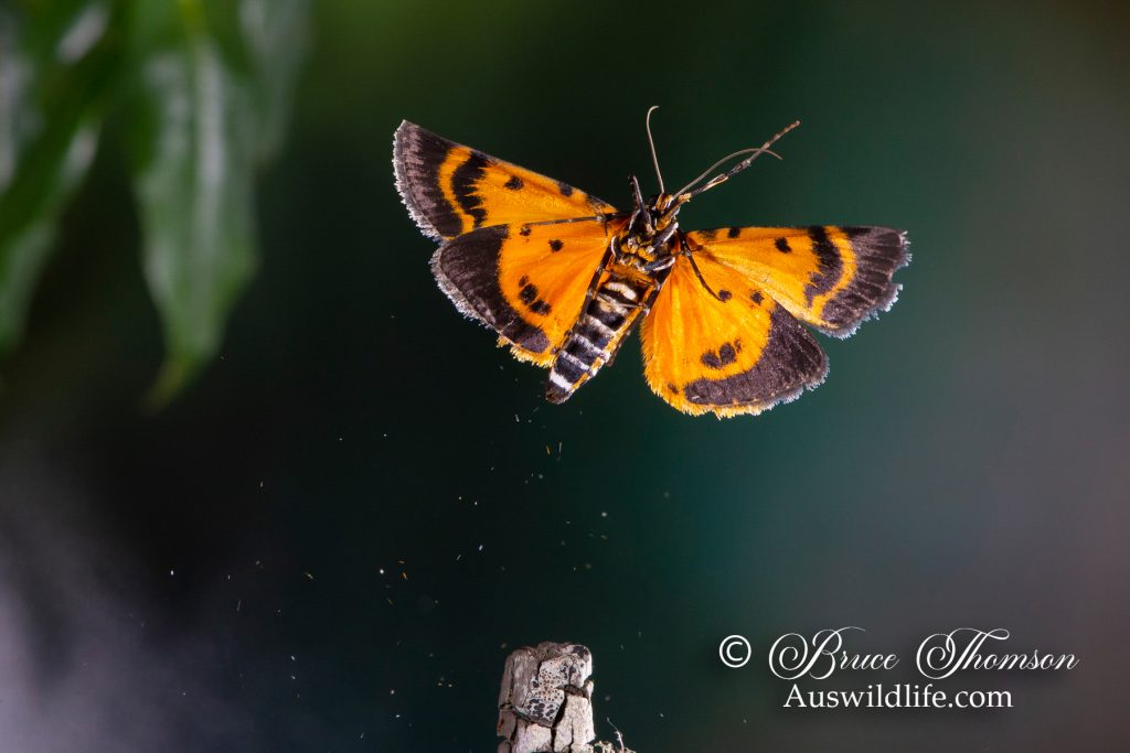 Pyralinae Moth (Cardamyla carinentalis)