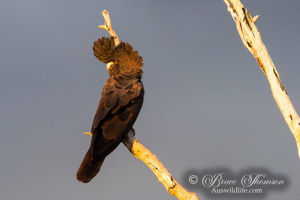 Red-tailed Blackcockatoo