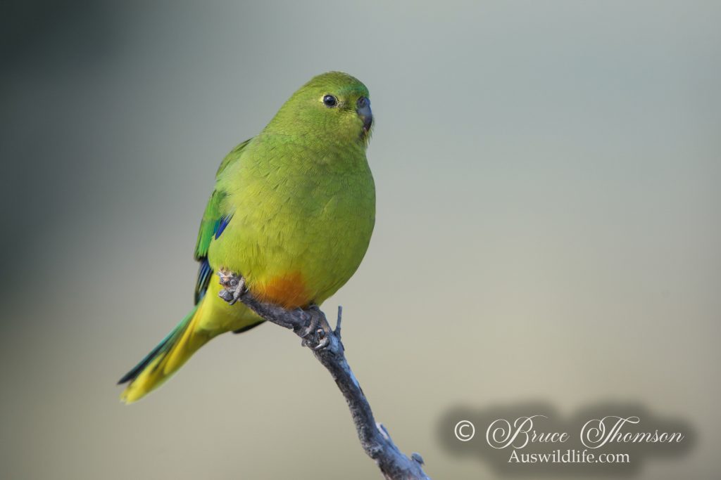 Orange-bellied Parrot